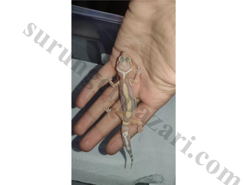 Albino Bold Stripe Leopard Gecko (Yavru)